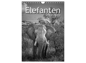 9783457003978 - Elefanten in schwarz-weiss (Wandkalender 2025 DIN A4 hoch) CALVENDO Monatskalender 9783457003978 - Elefanten in schwarz-weiss (Wandkalender 2025 DIN A4 hoch) CALVENDO Monatskalender