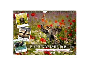 9783457132043 - Ein Hundejahr in Bildern (Wandkalender 2025 DIN A4 quer) CALVENDO Monatskalender