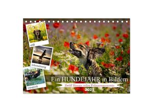 9783457132098 - Ein Hundejahr in Bildern (Tischkalender 2025 DIN A5 quer) CALVENDO Monatskalender