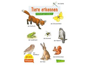 9783551231789 - Pixi Wissen 30 VE 5 Tiere erkennen - Hanna Sörensen Kartoniert (TB)