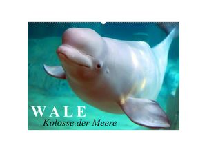 9783674392763 - Wale - Kolosse der Meere (Wandkalender 2023 DIN A2 quer)