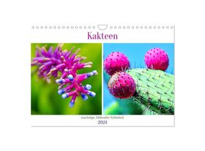 9783675643383 - Kakteen - stachelige blühende Schönheiten (Wandkalender 2024 DIN A4 quer) CALVENDO Monatskalender