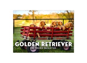 9783675646544 - Golden Retriever - Die treuen Begleiter (Wandkalender 2024 DIN A2 quer) CALVENDO Monatskalender