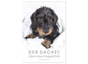 9783675686717 - Der Dackel (M)ein treuer Weggefährte (Wandkalender 2024 DIN A2 hoch) CALVENDO Monatskalender