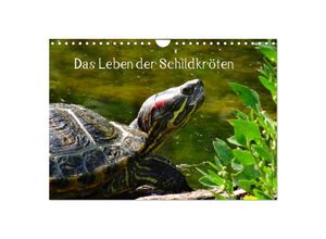 9783675769892 - Das Leben der Schildkröten (Wandkalender 2024 DIN A4 quer) CALVENDO Monatskalender