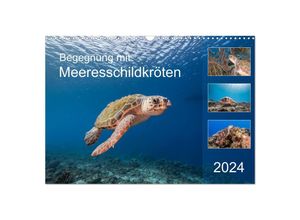 9783675866812 - Begegnung mit Meeresschildkröten (Wandkalender 2024 DIN A3 quer) CALVENDO Monatskalender