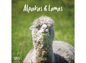 9783731875581 - Alpakas und Lamas 2025