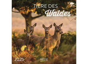 9783731880134 - Tiere des Waldes 2025