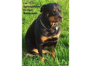9783748518563 - Lou - Seelengefährte ins neue Bewusstsein - Elias Vincent Kartoniert (TB)