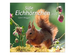 9783756406869 - Eichhörnchen Bildkalender 2025