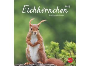 9783756407071 - Eichhörnchen Postkartenkalender 2025