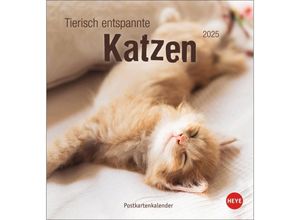 9783756407088 - Tierisch entspannte Katzen Postkartenkalender 2025