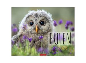 9783839900390 - Eulen Kalender 2025