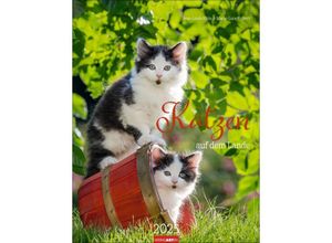 9783839900505 - Katzen auf dem Lande Kalender 2025