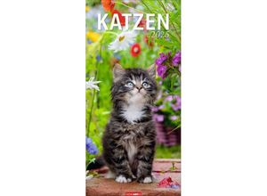 9783839900567 - Katzen Kalender 2025