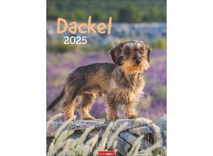 9783839900581 - Dackel Kalender 2025