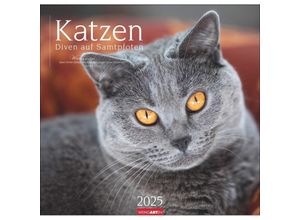 9783839900963 - Katzen - Diven auf Samtpfoten Kalender 2025 - Diven auf Samtpfoten