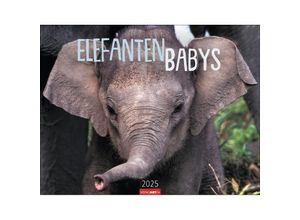 9783839901533 - Elefantenbabys Kalender 2025