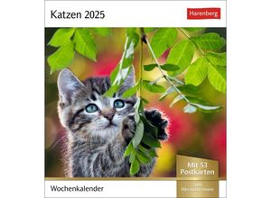 9783840033490 - Bildkalender 2108400 Katzen 1 Woche   1 Seite 16x175cm 2025 9783840033490 Harenberg