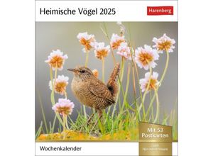 9783840034213 - Heimische Vögel Postkartenkalender 2025 - Wochenkalender mit 53 Postkarten