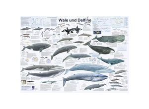 9783933922441 - Wale und Delfine Poster deutsch DIN A1 Planet Poster Editions