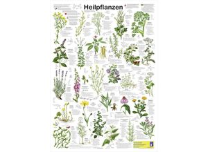 9783933922762 - Heilpflanzen Poster deutsch DIN A1 Planet Poster Editions