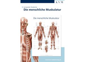 9783940698117 - Die menschliche Muskulatur 1 Poster Poster