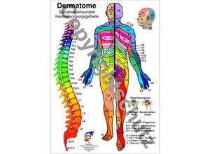 9783940832856 - Dermatome - Spinalnervenwurzeln Hautversorgungsgebiete - Tanja Aeckersberg Loseblatt