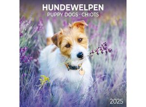 9783959294560 - Puppy Dogs Hundewelpen 2025