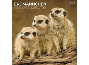 9783959294683 - Meerkats Erdmännchen 2025