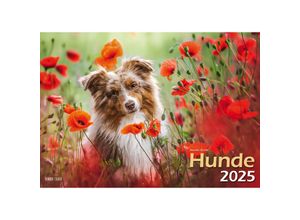 9783965352346 - Hunde 2025 Bildkalender A3 quer - Natalie Große