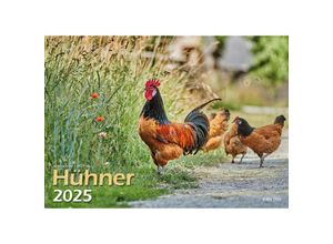 9783965352353 - Hühner 2025 Bildkalender A3 quer - Judith Kiener & Oliver Giel