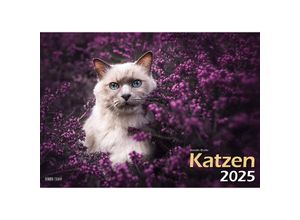 9783965352360 - Katzen 2025 Bildkalender A3 quer - Natalie Große