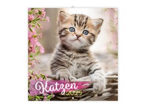 9783988021892 - Broschürenkalender Katzen 2025