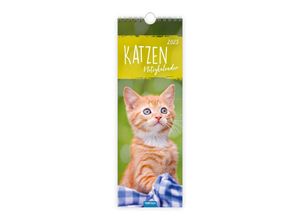 9783988022561 - Streifenkalender Katzen 2025 Notizkalender